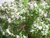 Daphne plant