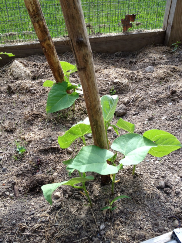 reuse materials from your garden