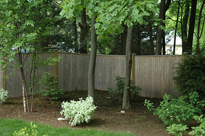 back yard woodland garden