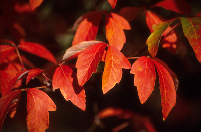 fall foliage colors