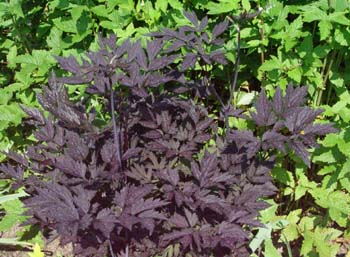 perennials to plant in Massachusetts