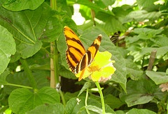 a butterfly garden