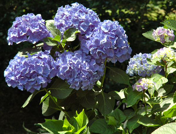 Reblooming Shrub Endless Summer Hydrangea