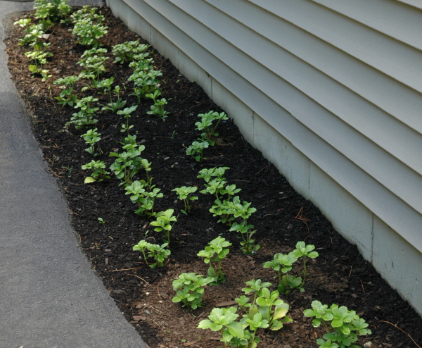 Shade Border Plants- Japanese Spurge