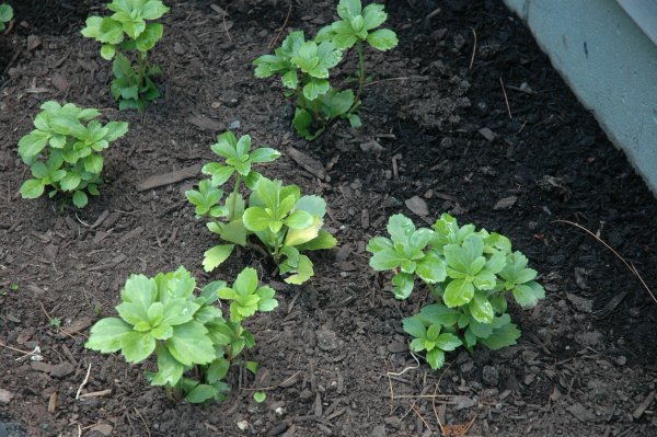 shade border plants