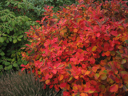 fall color sitting area