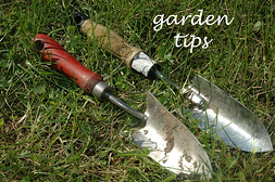 fall garden tips