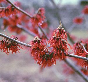 Look for the Early Signs of Spring in New England