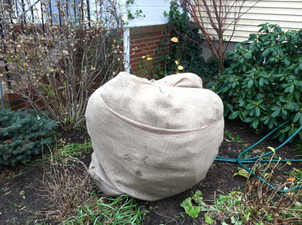 The Importance of Wrapping Plants for Winter
