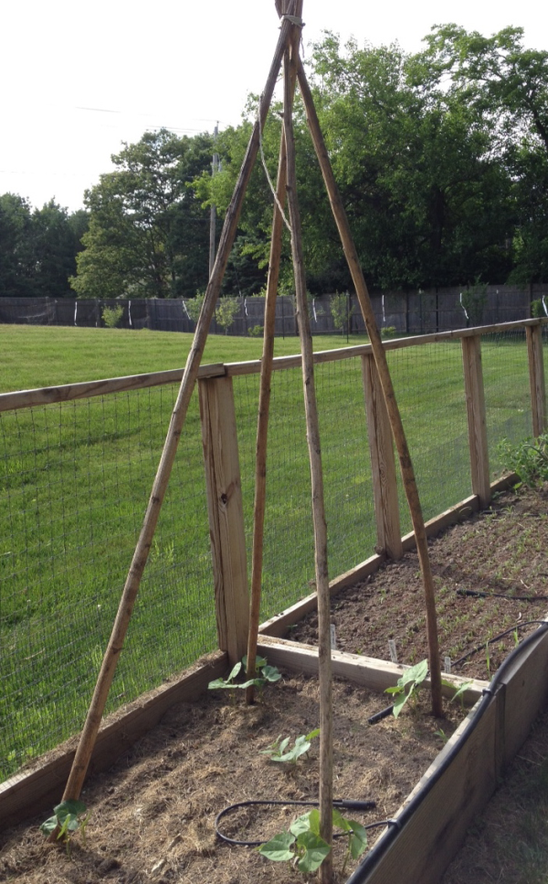 Fun Gardening Idea- Reuse Sunflower Stalks