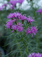 native massachusetts plants