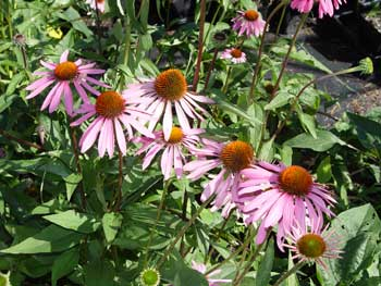 Native Perennials for Eastern Massachusetts