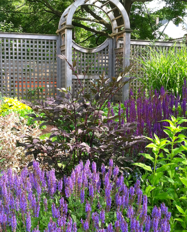 Perennials to Plant in Eastern Massachusetts