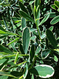 Daphne plant