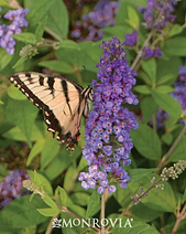 butterfly garden