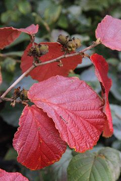 Best Fall Colors in New England