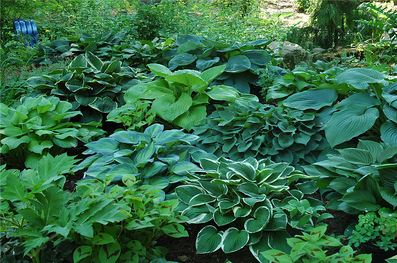 organic weed control