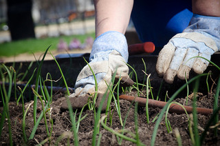 Professional Landscape Design vs Do It Yourself