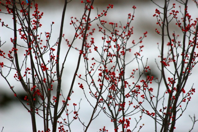 prune small trees during winter