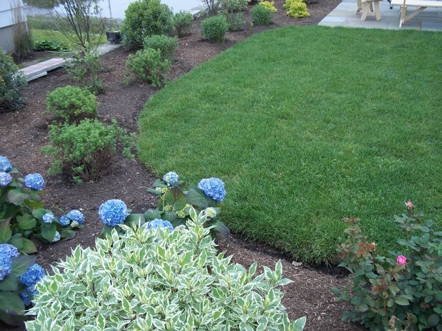 new_plantings,_blustone_patio_in_background