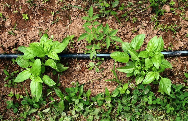 basil herb vegetable garden