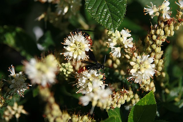 Clethra-summersweet