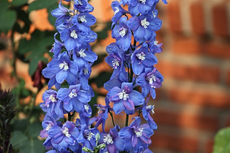 delphinium-biennial-flower