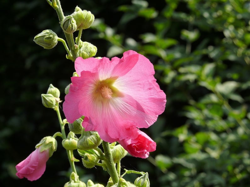 hollyhock-biennial-flower