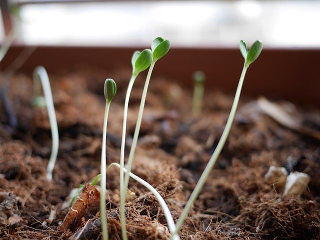 spring gardening