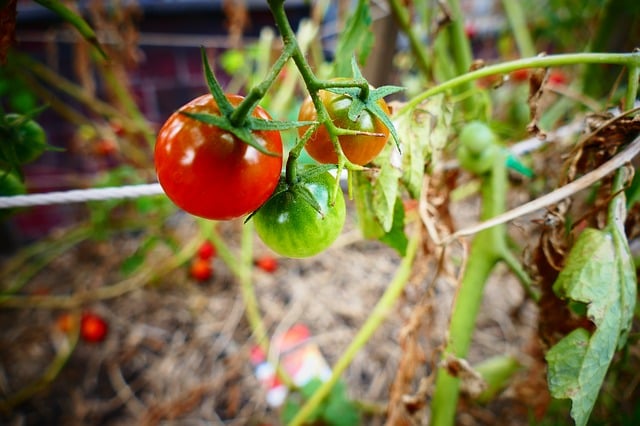 garden tomato plant