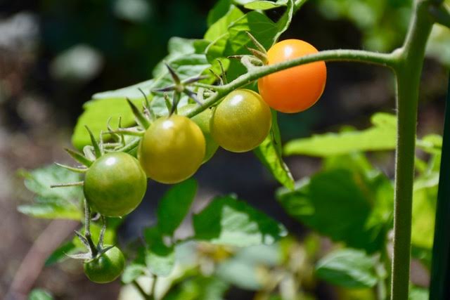 tomatoes vegetable garden