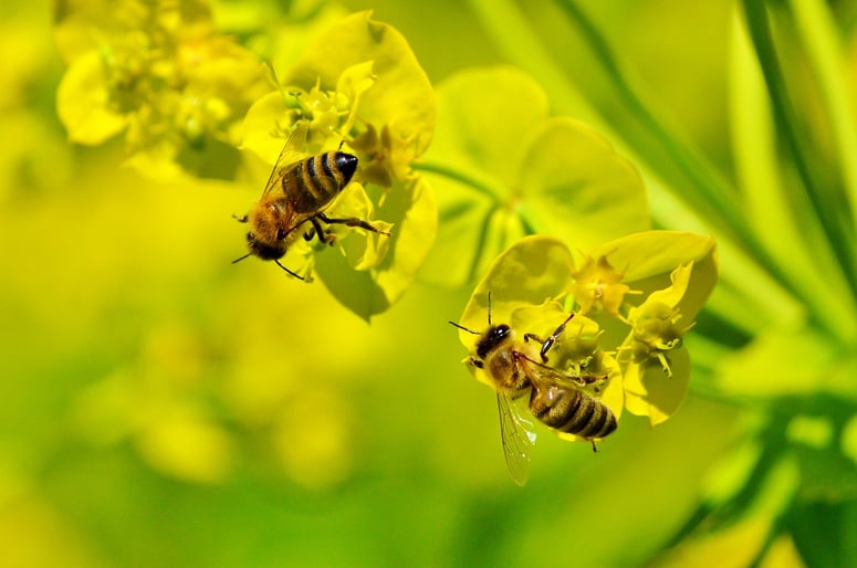 honey bee pollinators