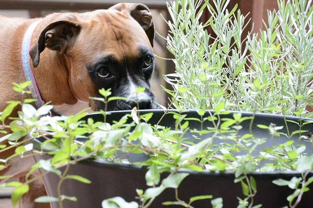 organic weed control