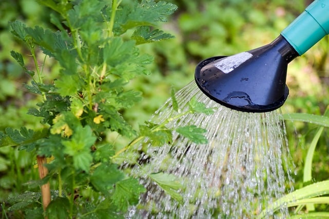 watering-garden
