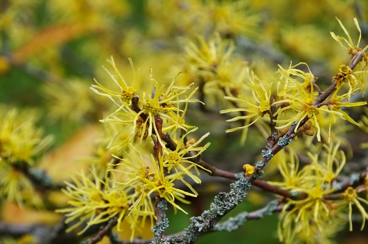 American Witch Hazel