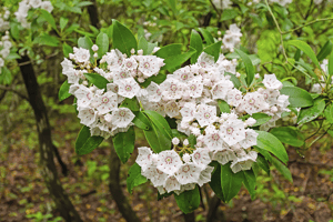 Mountain-Laurel-Blooming