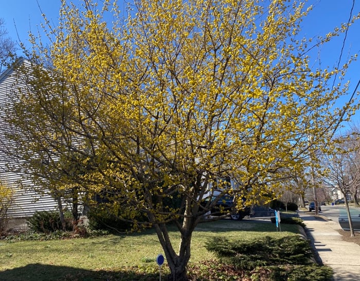 Native-Tree-Cornus mas-Cornelian-Cherry-Spring-Bloom