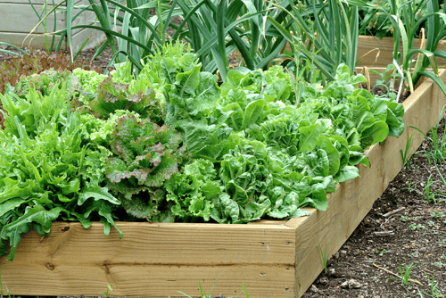 Vegetable-container-garden