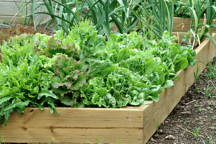 Vegetable-container-garden