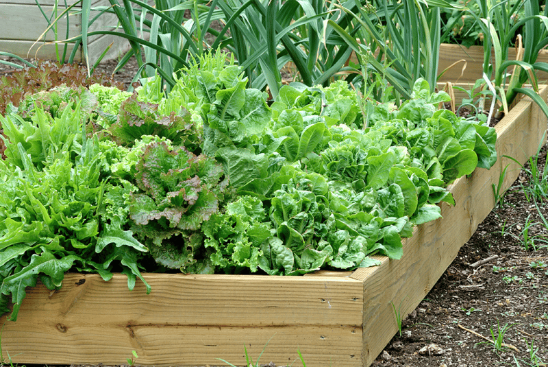 Vegetable-container-garden