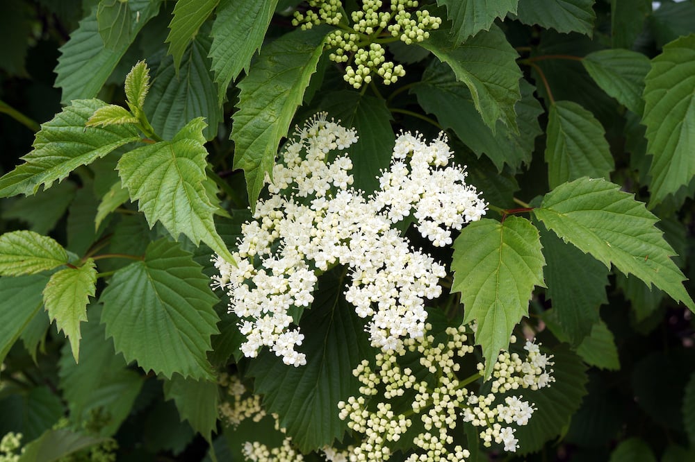 arrowwood viburnum