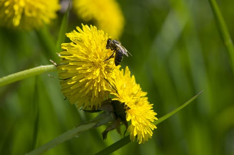 bee-on-dandelion