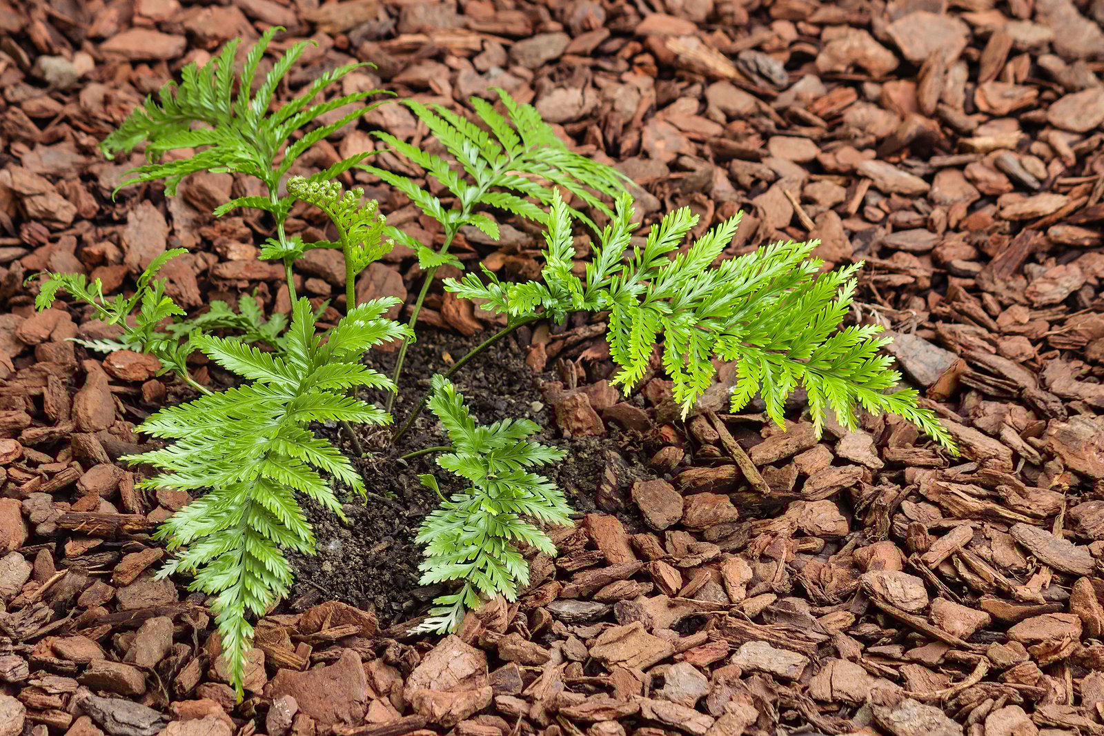 best-border-plant-combos-fern
