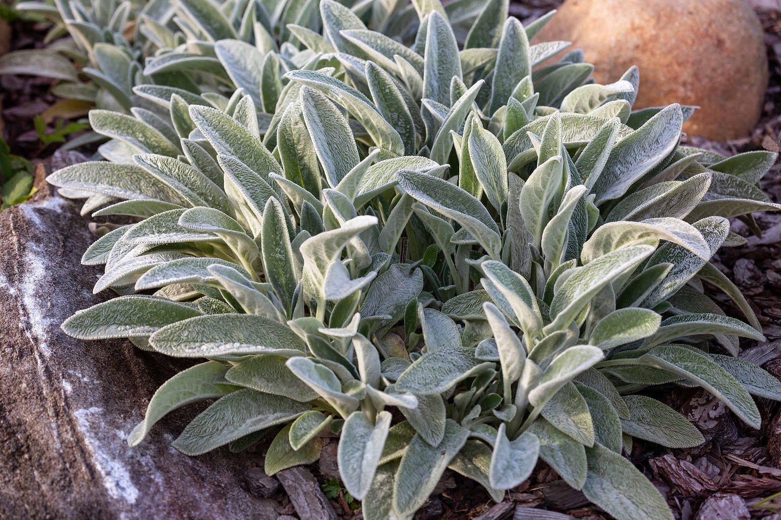 best-border-plant-combos-lambs-ear