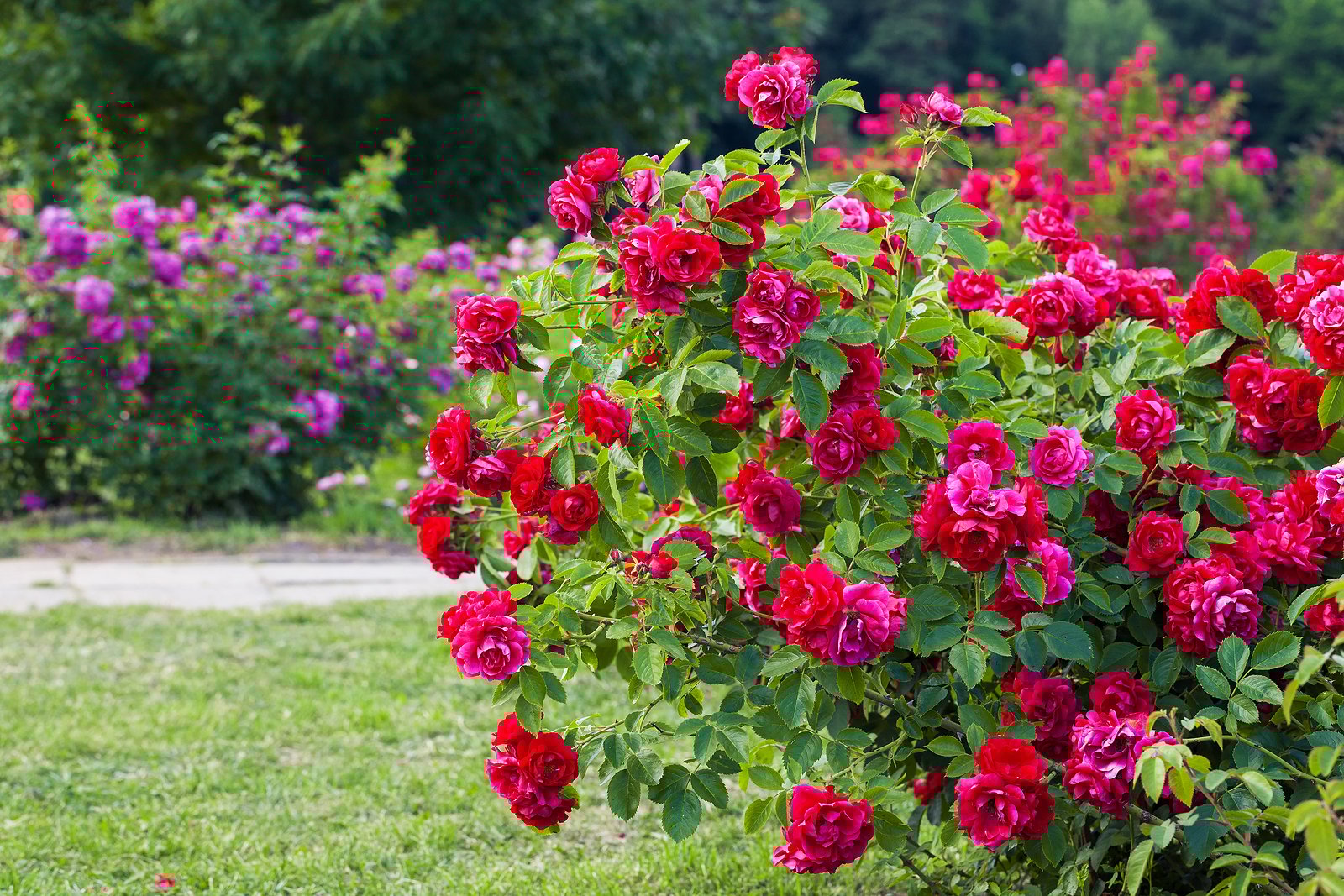 best-border-plant-combos-roses