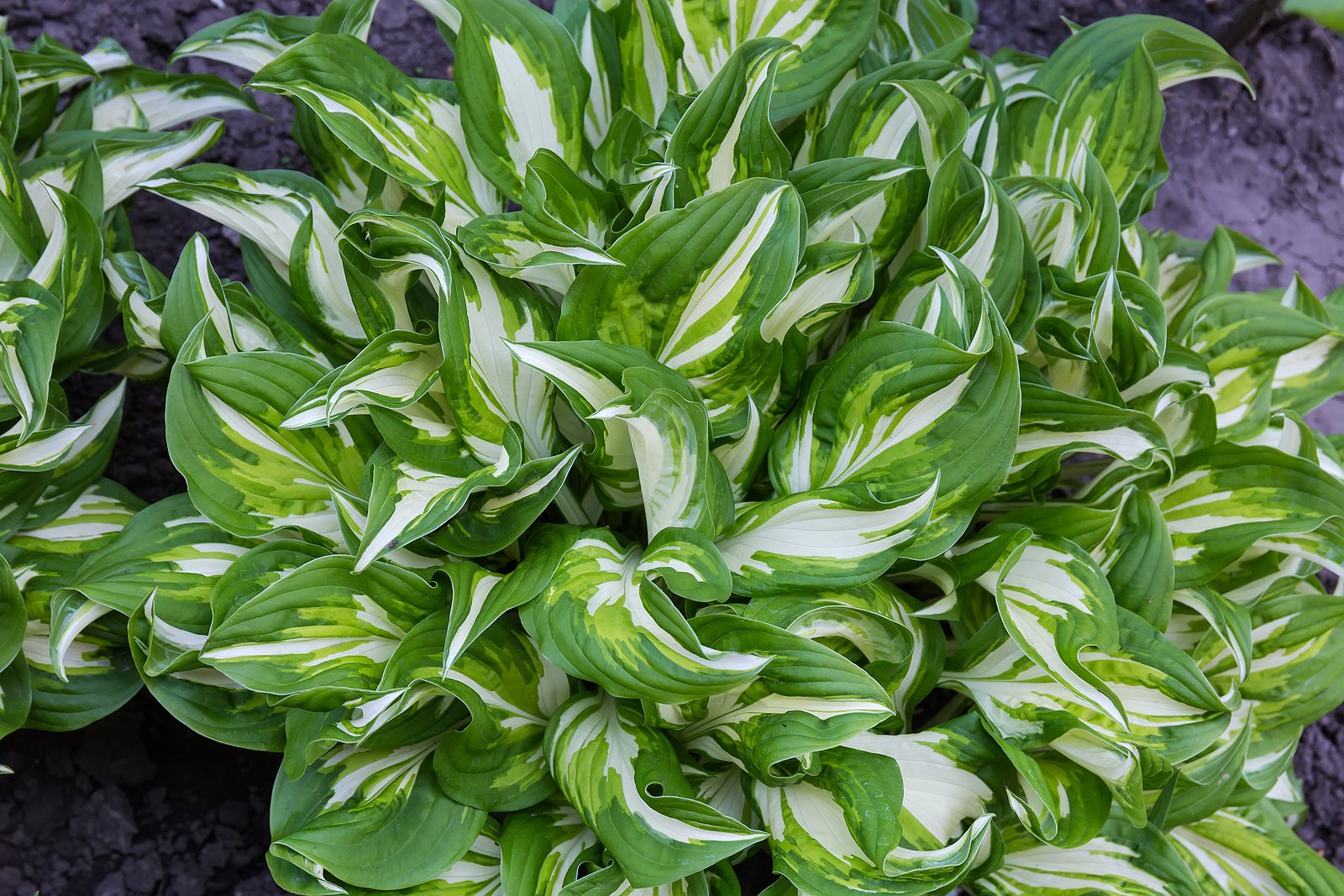 best-border-plant-combos-variegated-hosta