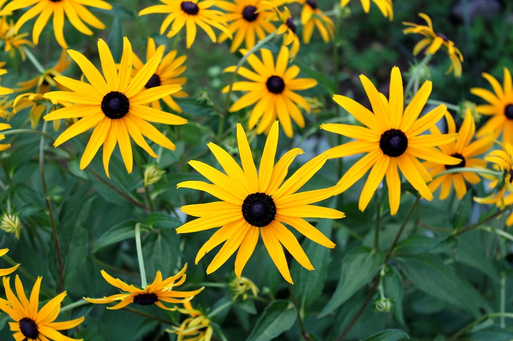 best-full-sun-perennials-black-eyed-susans