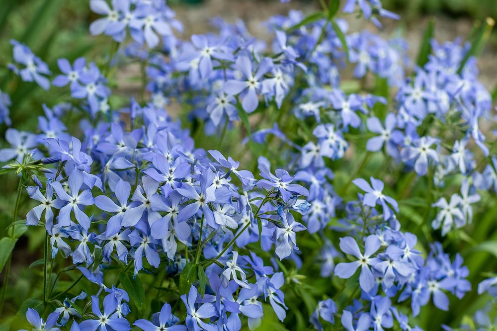 best full sun perennials phlox