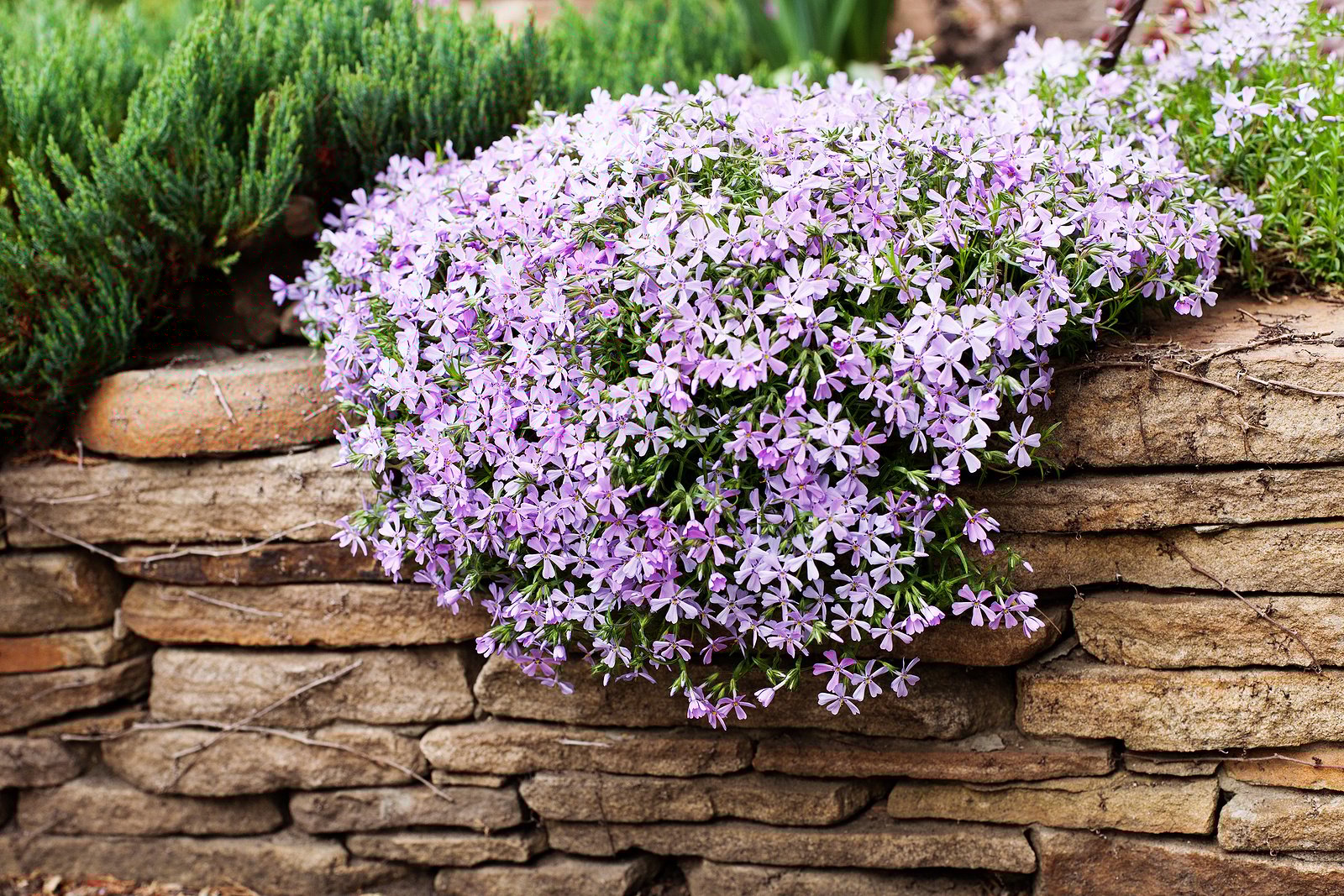 best-full-sun-perennials-phlox