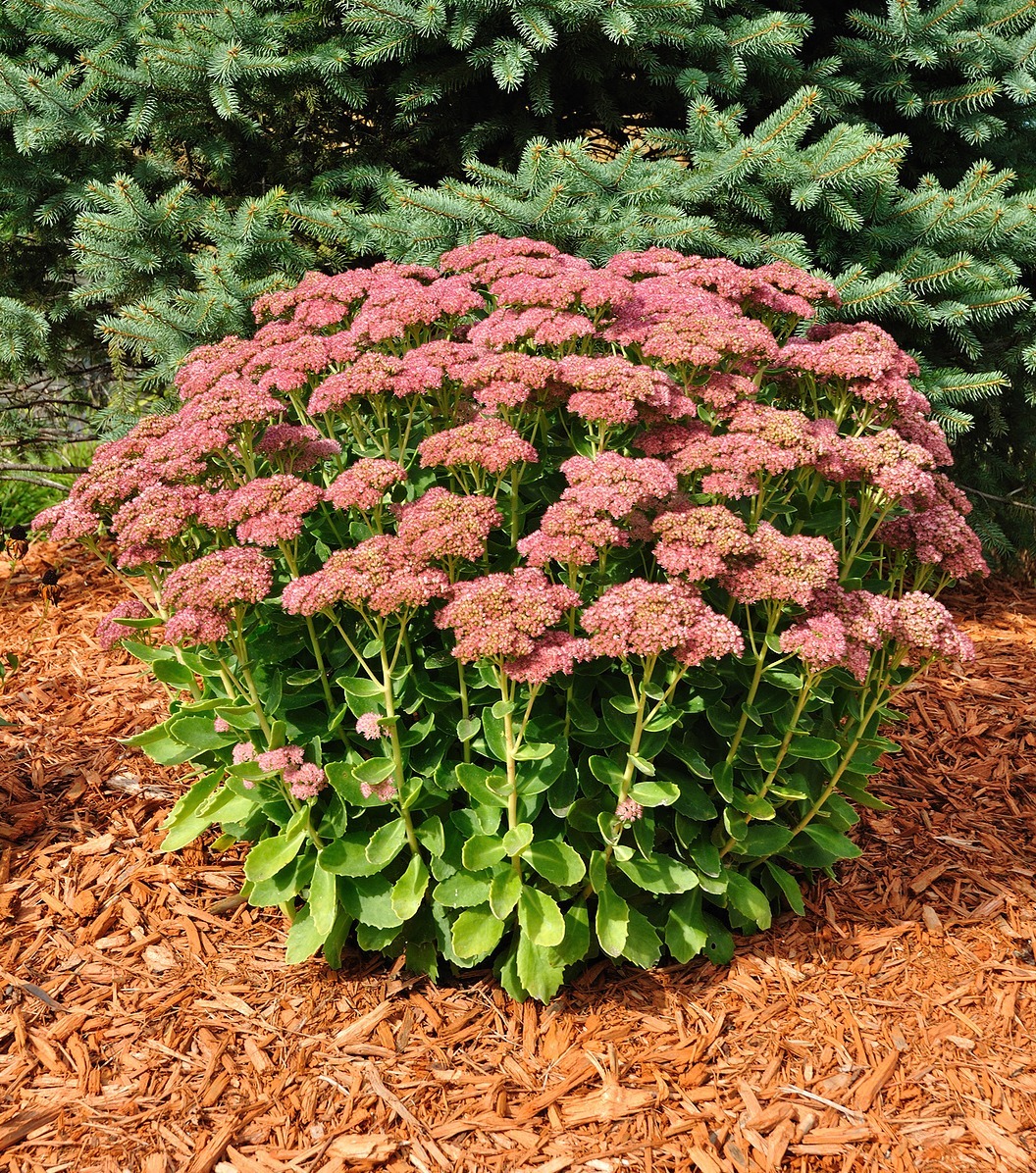best-full-sun-perennials-sedum